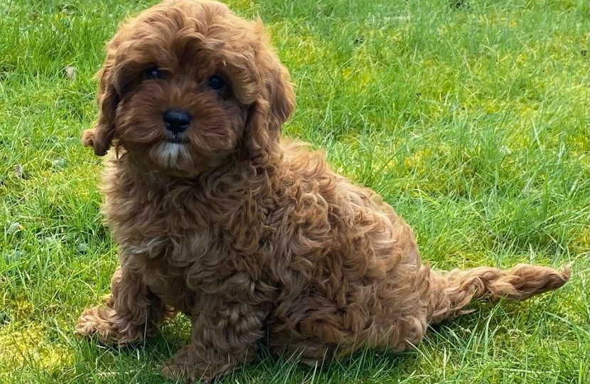 Pippa the Cavapoo